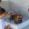 Cane in una vasca, lavato da un uomo e un bambino.