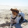 Cane bianco e marrone sulla spiaggia.